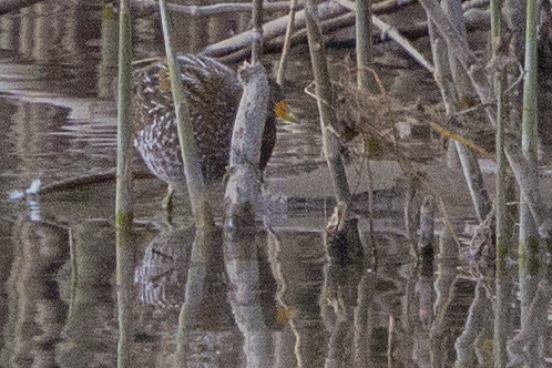 Voltolino   (Porzana porzana - Rallidae)